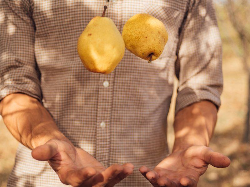 Handling pears